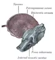 l'os temporal à la naissance. Aspect intérieur.