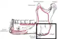 L'angle de la mandibule marquée en bas à droite sur une vue latérale de la mandibule.
