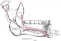Mandibule. face interne. Vue latérale.