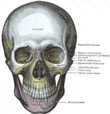 Le crâne de face.