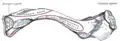 Insertion claviculaire du muscle subclavier (subclavus)