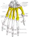 Insertion sur la phalange distale du pouce du muscle long extenseur  du pouce (Extensor pollicis longus).