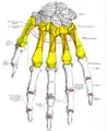 Insertion sur le deuxième métacarpien du muscle long extenseur radial du carpe (extensor carpi radialis longus).