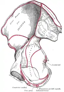 Vue interne de l'os coxal droit.