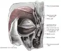Orbiculaire de l'œil gauche, vu de derrière.