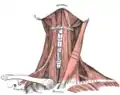 Vue antérieure des muscles du cou.