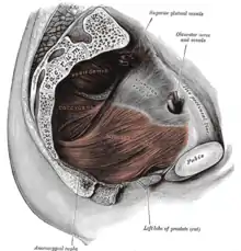 Releveur de l'anus.