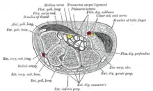 Section transversale du poignet et des doigts. (Les muscles de l'auriculaire sont en haut à droite.)