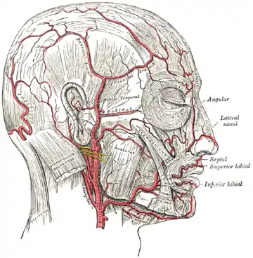 Artères de la face et du cuir chevelu.