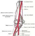 Anastomose des vaisseaux sanguins du coude.