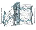 Section sagittale de deux vertèbres thoraciques. Les veines basivertébrales sont légendées Vena Basi-Vert en bas à droite.