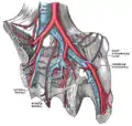 Les veines iliaques interne et externe. Veine épigastrique légendée en bas à droite.