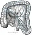 Organes lymphatiques du colon