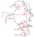 Noyaux d'origine des nerfs moteurs crâniens représentés schématiquement&nbsp;; vue latérale.