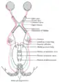 Schéma des voies optiques entre les deux rétines et le cortex visuel.