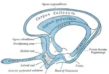 Schéma du rhinencéphale, le pédoncule olfactif est visible à gauche.