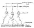Plan de l'organisation des neurones dans le bulbe olfadctif.