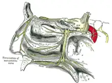 Le ganglion sphéno-palatin et ses branches.
