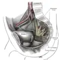 Coupe sagittale du bassin montrant le plexus sacré.
