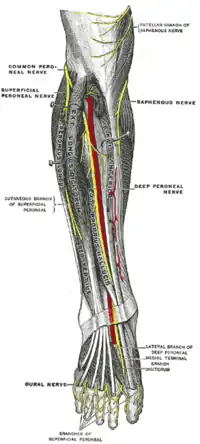Les nerts profonds de la partie antérieure de la jambe.