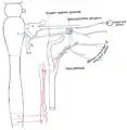 Connexions sympathiques des ganglions ptérygopalatins et cervicaux supérieurs.
