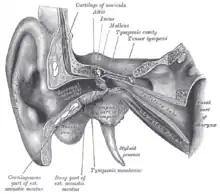 Oreille externe et moyenne, ouverte de face. Côté droit. (L'étiquette du processus styloïde est en bas au centre.)
