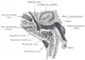 Section horizontale de l'oreille gauche&nbsp;(moitié supérieure de la coupe).