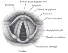 Vue laryngoscopique de l'orifice glottique.