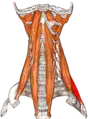 le muscle scalène postérieur.