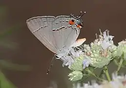 Revers d'un mâle.