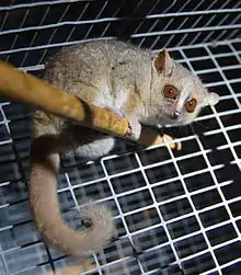 Lémurien sur une branche dans une cage.