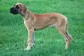 Chiot Danois de profil, de couleur fauve, claire, et avec un masque noir qui lui recouvre la gueule et lui englobe les yeux.