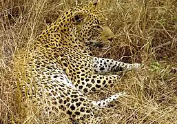 Un grand mâle léopard dans la Sabi Sand Game Reserve (en), en Afrique du Sud.