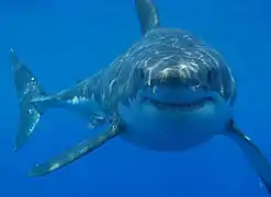 Carcharodon carcharias