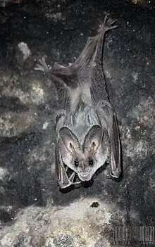 Megaderma lyra