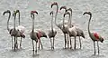 Tom Hudson « debout sur sa passerelle examina les flamants roses. Ce n'est pas seulement leur couleur, pensa-t-il. Ce n'est pas seulement le noir sur ce rose tendre. C'est leur taille, et qu'ils sont très laids en détail, et cependant d'une beauté perverse. Ce sont certainement de très vieux oiseaux des temps très anciens » (At Sea, milieu du paragraphe 15).