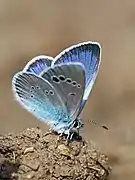 Glaucopsyche alexis
