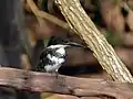 Femelle (Belize)