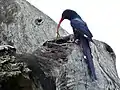 Irrisor moqueur (Parc national Kruger, Afrique du Sud)