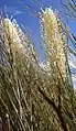 G. candelabroides, Mingenew
