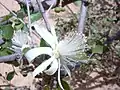 Grewia tenax