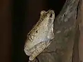 Chiromantis xerampelina (Parc national Kruger, Afrique du Sud)