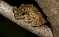 Chiromantis xerampelina (Parc national Kruger, Afrique du Sud)