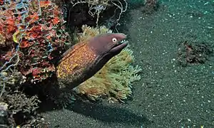 Sulawesi, Indonésie