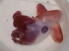 Grimpoteuthis discoveryi.