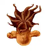 Grimpoteuthis umbellata.