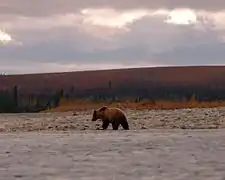 Photographie d'un grizzli de profil, sa bosse musculaire se détachant bien.