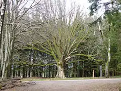 Chêne de Salm.