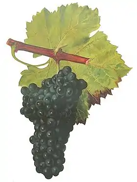 Grolleau