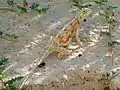Agama aculeata (Parc transfrontalier de Kgalagadi, Afrique du Sud)